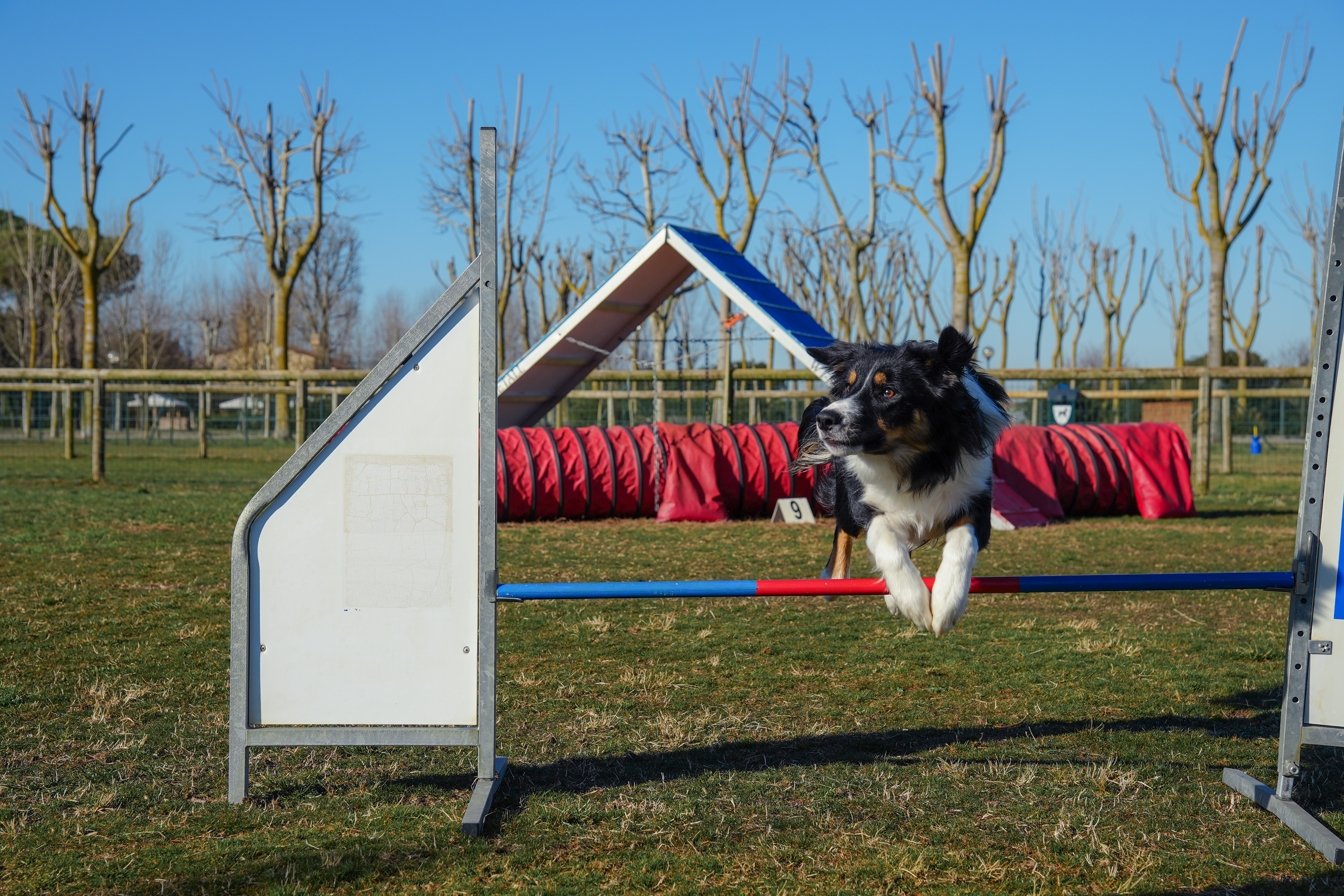 Sport cinofili
