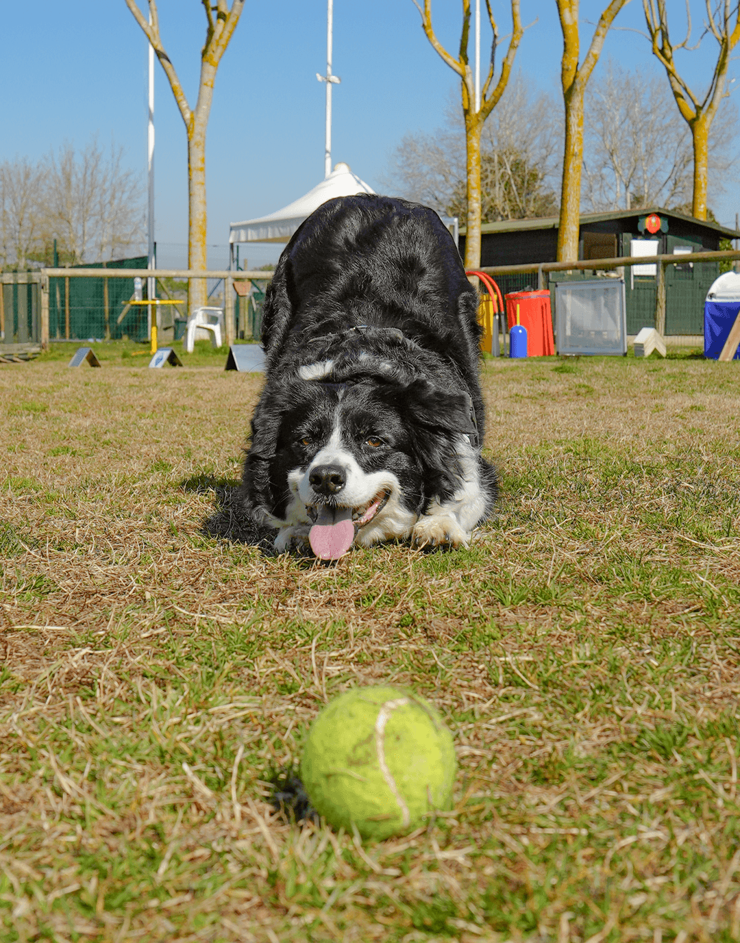 Asilo per cani